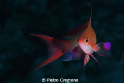 A male anthias by Pietro Cremone 